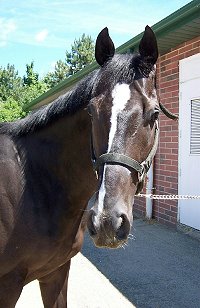 Judging Dreams was a former Prospect Horse For Sale in July 2007.