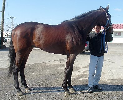Dark bay Thoroughbred horse for sale. Please call for more information. We do not give prices by e-mail.