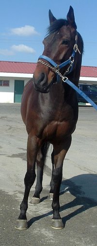 "King" is a beautiful dark bay four year old, 16.2 hands high gelding.