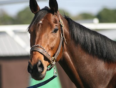 "Lightbulb" is one of our new Prospect Horses. He has the "Look of Eagles." 