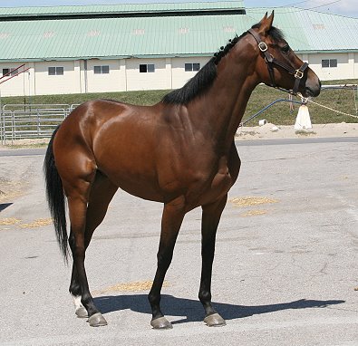 Little Silic was a Prospect Horse For Sale in August 2007 