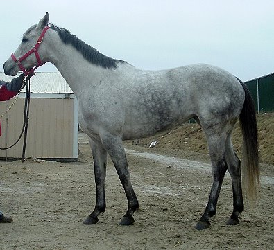 Grey filly - Thoroughbred horse for sale. Please call for more information. We do not give prices by e-mail.