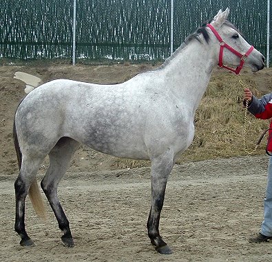 "M D Orange" is a five year old 15.3 hand dappled grey horse for sale.