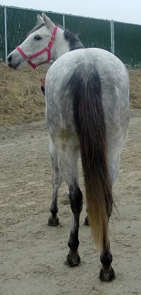 Gray Thoroughbred horse for sale. Please call for more information. We do not give prices by e-mail.