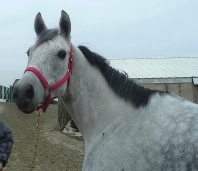 "M D Orange" is a 15.3 hand, five year-old grey horse for sale.