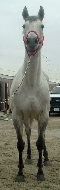 Grey horse for sale. Please call for more information. We do not give prices by e-mail.