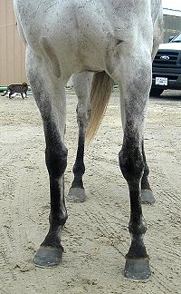 Gray horse for sale. Please call for more information. We do not give prices by e-mail.