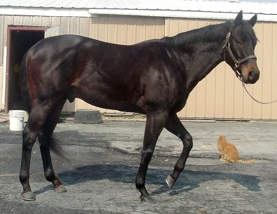 Thoroughbred horse for sale. Please call for more information. We do not give prices by e-mail.