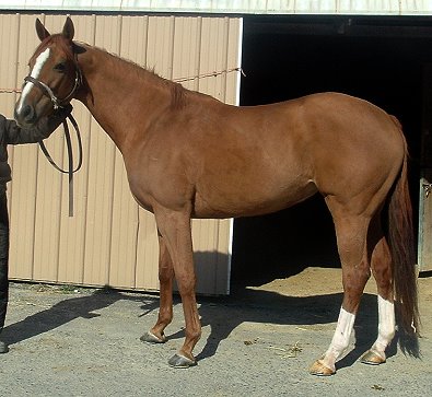 "Moneyhoney" is a seven year old, 16 hand, chestnut mare. 