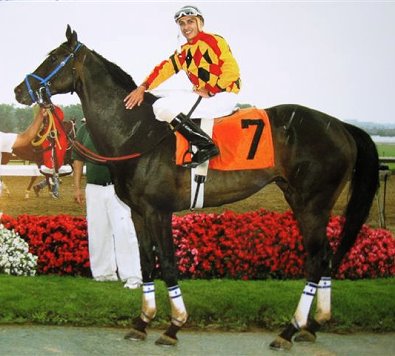 "Zealous" is a 16.1 hand, seven year-old black gelding.