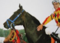 "Zealous" is a 16.1 hand, seven year-old black Thoroughbred gelding.