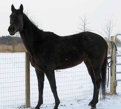 Thoroughbred horse for sale - "Zealous" is a 16.1 hand, seven year-old dark bay/black Thoroughbred gelding.