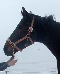 "Precious" is six years old and about 16.1hh dark bay mare.