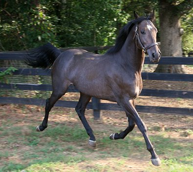 Thoroughbred COLT for sale. 3 years old.