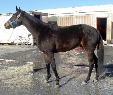 Shelby is a three year old bay Thoroughbred gelding for sale.