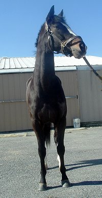 Thoroughbred horse for sale. Please call for more information. We do not give prices by e-mail.