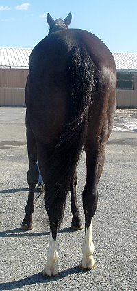 Black horse for sale. Thoroughbred.
