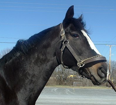 Thoroughbred horse for sale. Please call for more information. We do not give prices by e-mail.