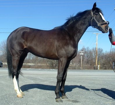 Thoroughbred horse for sale. Please call for more information. We do not give prices by e-mail.