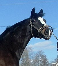 "Shep" is a 16.1 hand, five year-old, almost black Thoroughbred gelding with a white blaze and two white stockings.