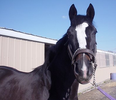"Shep" is a 16.1 hand, five year-old, almost black Thoroughbred gelding with a white blaze and two white stockings.