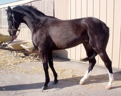 "Shep" is a 16.1 hand, five year-old, almost black Thoroughbred gelding with a white blaze and two white stockings.
