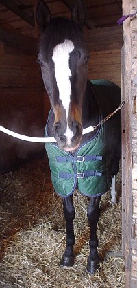 Black horse for sale. Thoroughbred.