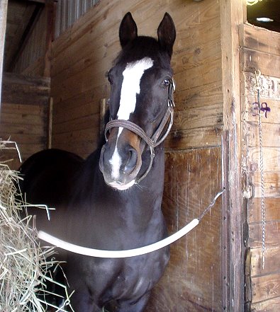 "Shep" is a 16.1 hand, five year-old, almost black Thoroughbred gelding with a white blaze and two white stockings.