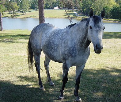 "Blue" likes the big pasture and pond at his new home in Alabama.