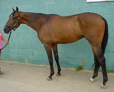 Splash Protect was a former Prospect Horse for sale in June 2007.