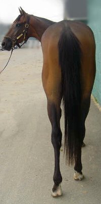 Splash Protect was a former Prospect Horse for sale in June 2007.