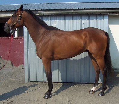  Unraced Thoroughbred Horse For Sale