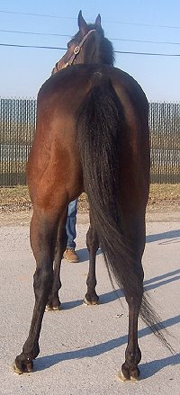 Thoroughbred horse for sale. Please call for more information. We do not give prices by e-mail. "Zero" is kind and easy to ride.
