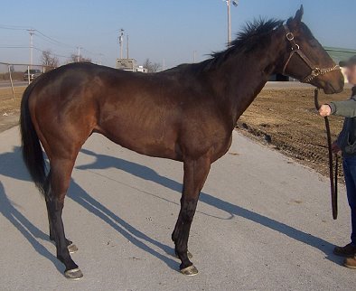 Bay gelding - Thoroughbred horse for sale. Please call for more information. We do not give prices by e-mail.