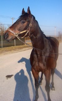 Thoroughbred horse for sale. Please call for more information. We do not give prices by e-mail. "Zero" is kind and easy to ride.