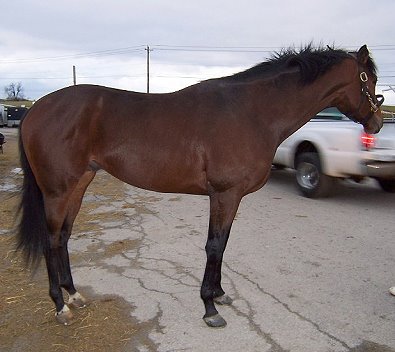 "Design" is a 16.2 hand, four year-old Thoroughbred gelding on the Prospect Horses For Sale page.