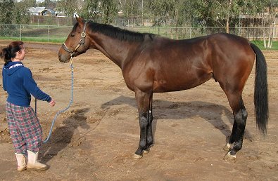 Behren's Design was a Prospect Horse for sale in January 2008.