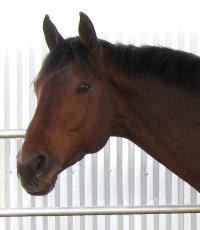 Behren's Design is a well bred Thorougbhred that was sold by Bits & Bytes Farm in Januar 2008.
