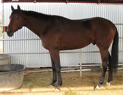 Behren's Design was a race horse in Kentucky before moving to California. Janauury 31, 2008.