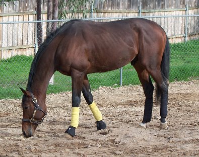 Former race horse, Behren's Design travelled well and settled into his new home without problems.