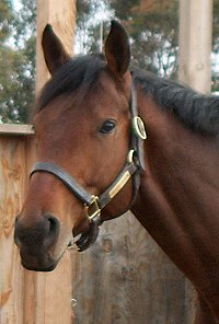 Behren's Design is an off-the-track Thoroughbred who is now a sport horse in San Diego, California.