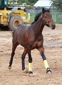 Behren's Design is an off-the-track Thoroughbred who is now a sport horse in San Diego, California.
