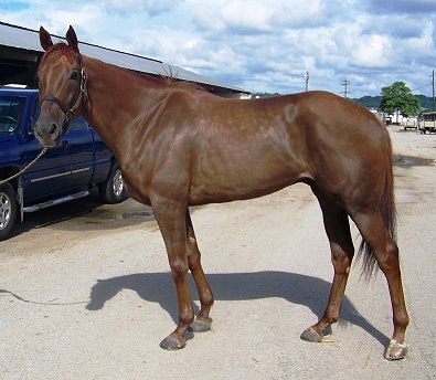 This is the same horse in June 2008 when he was listed as a Prospect Horse For Sale.