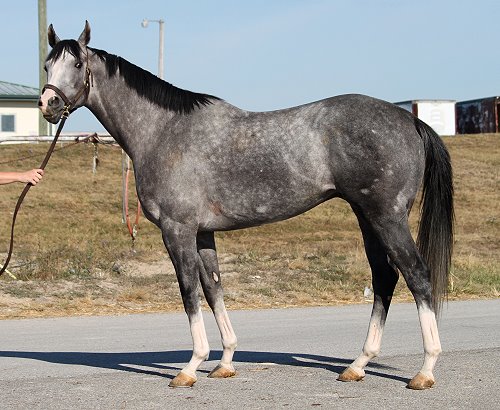 New gray Thoroughbred horse for sale.