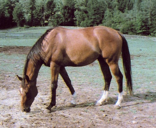 Endnote is one of several inexpensive Thoroughbred horses for sale in New York.