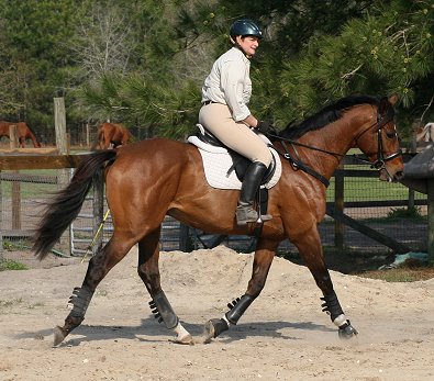 Elizabeth had the pleasure to get to finally meet Artrageous (and ride him) when she took a recent trip to Florida. 
