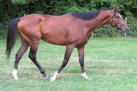 Artrageous was a former Thoroughbred Prospect Horse for Sale.