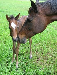 Artrageous' Second Foal is Born! April 7, 2008