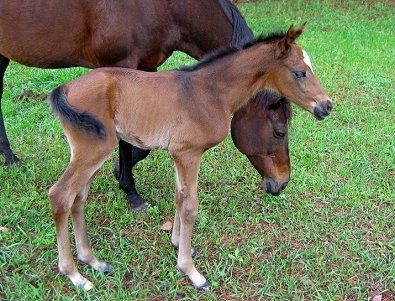 Artrageous' second foal is born! It's a filly! April 7, 2008