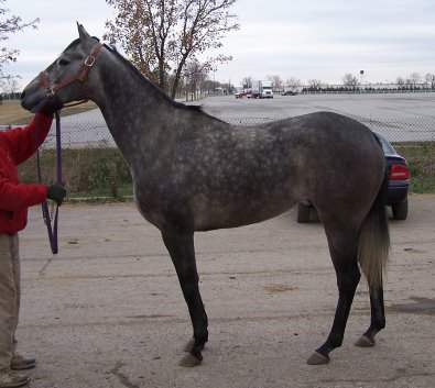 Grey Filly for sale.Call for more information.